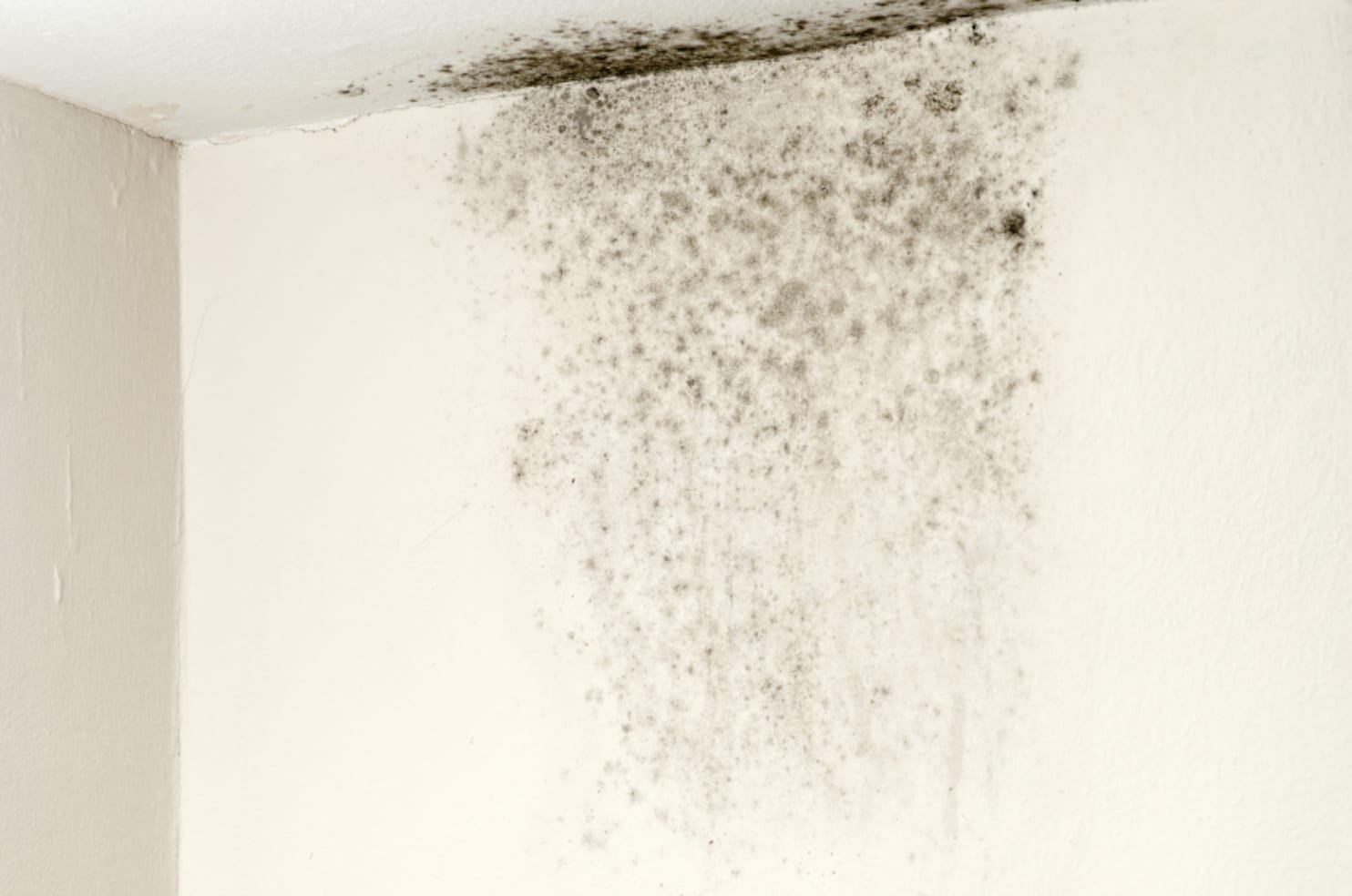 asthma allergic reactions due to mold toxins