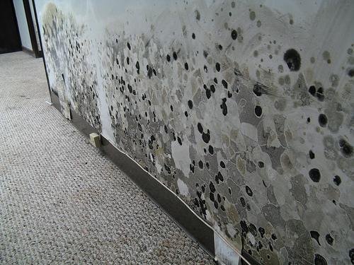 mold causes and prevention