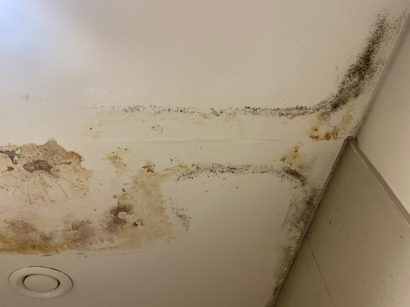 mold free living and how to prevent mold