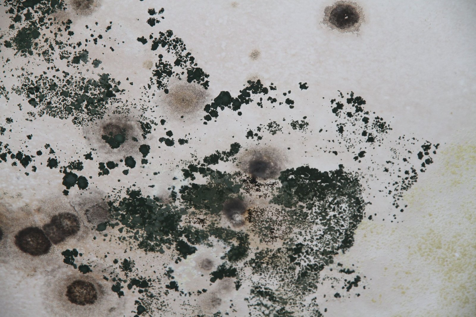 mold impact on health aggravating allergies and asthma