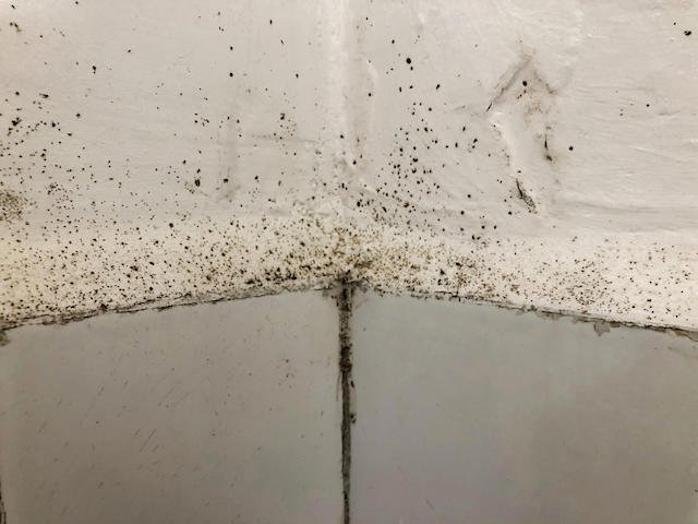 mold in fitness studio and gym due to high moisture and humidity