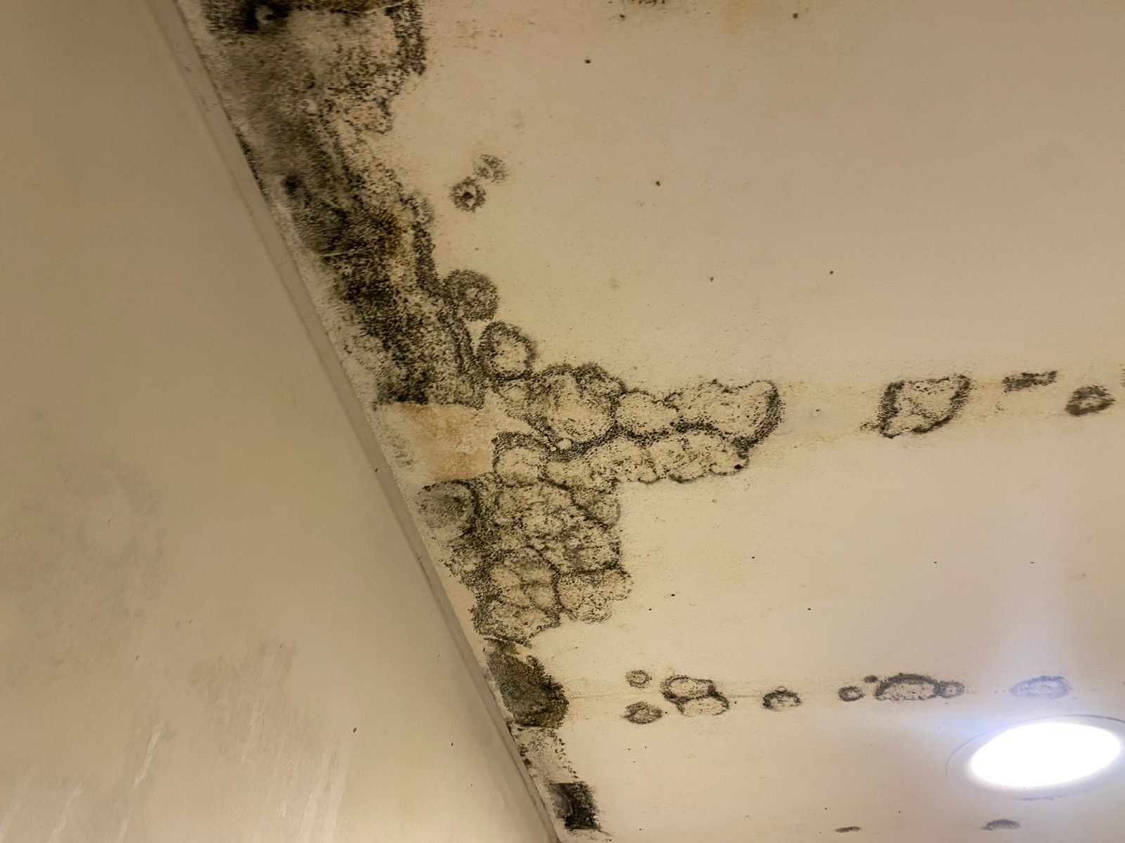 mold on ceiling due to water leaks